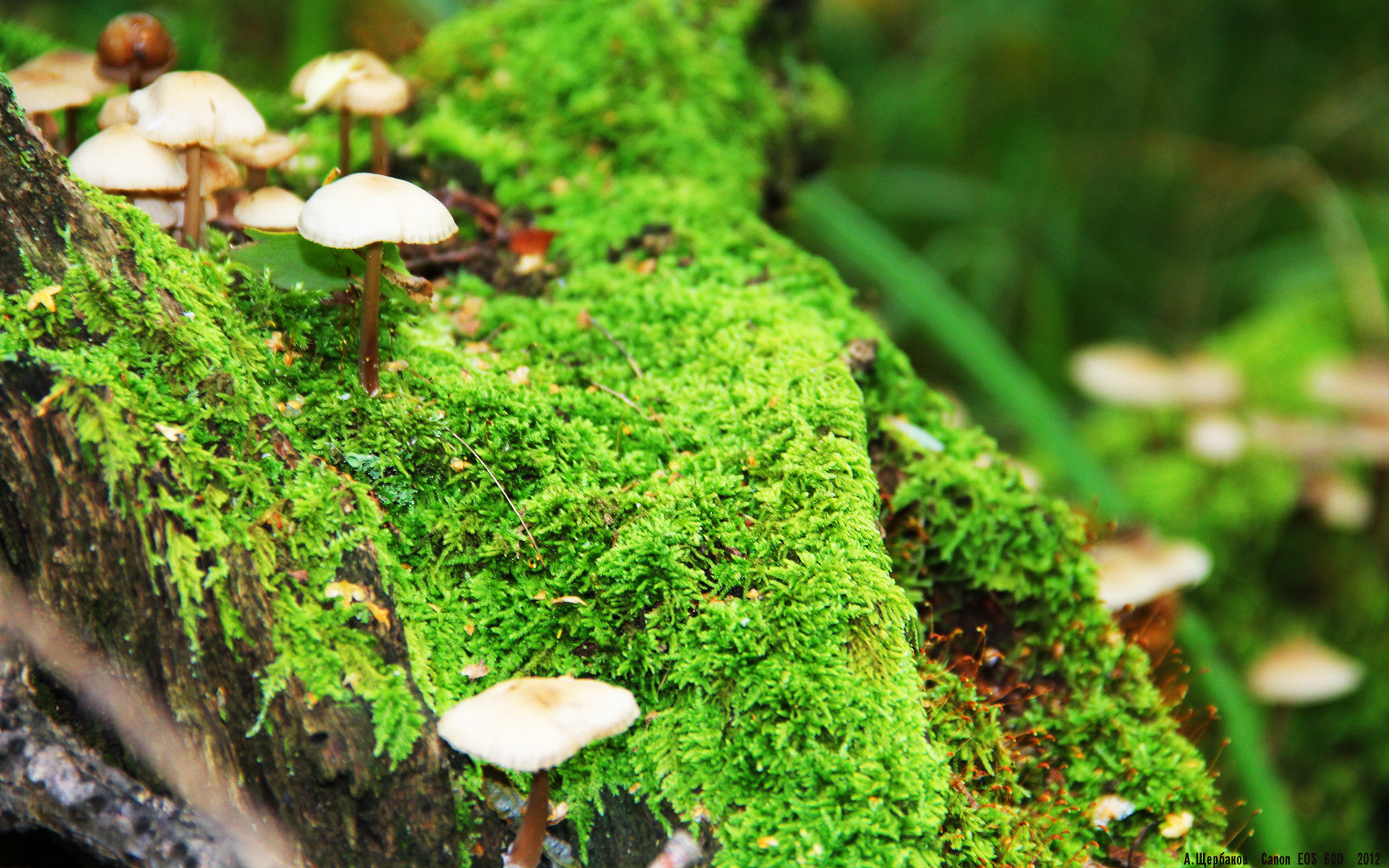 逆转之火，李梓嘉点燃球场，印尼队上演惊天翻盘