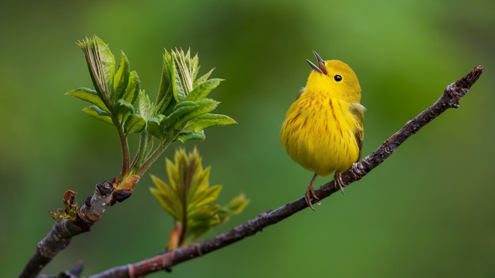 首先，根据关键词年度焦点之战之夜，文班亚马关键制胜，扩展思维，拟定一个更具画面感和深度的标题