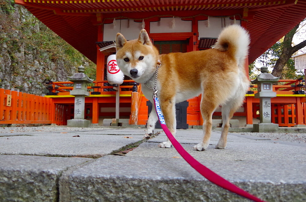 跨越时空的巅峰对决,当麦迪逊广场化身伯纳乌
