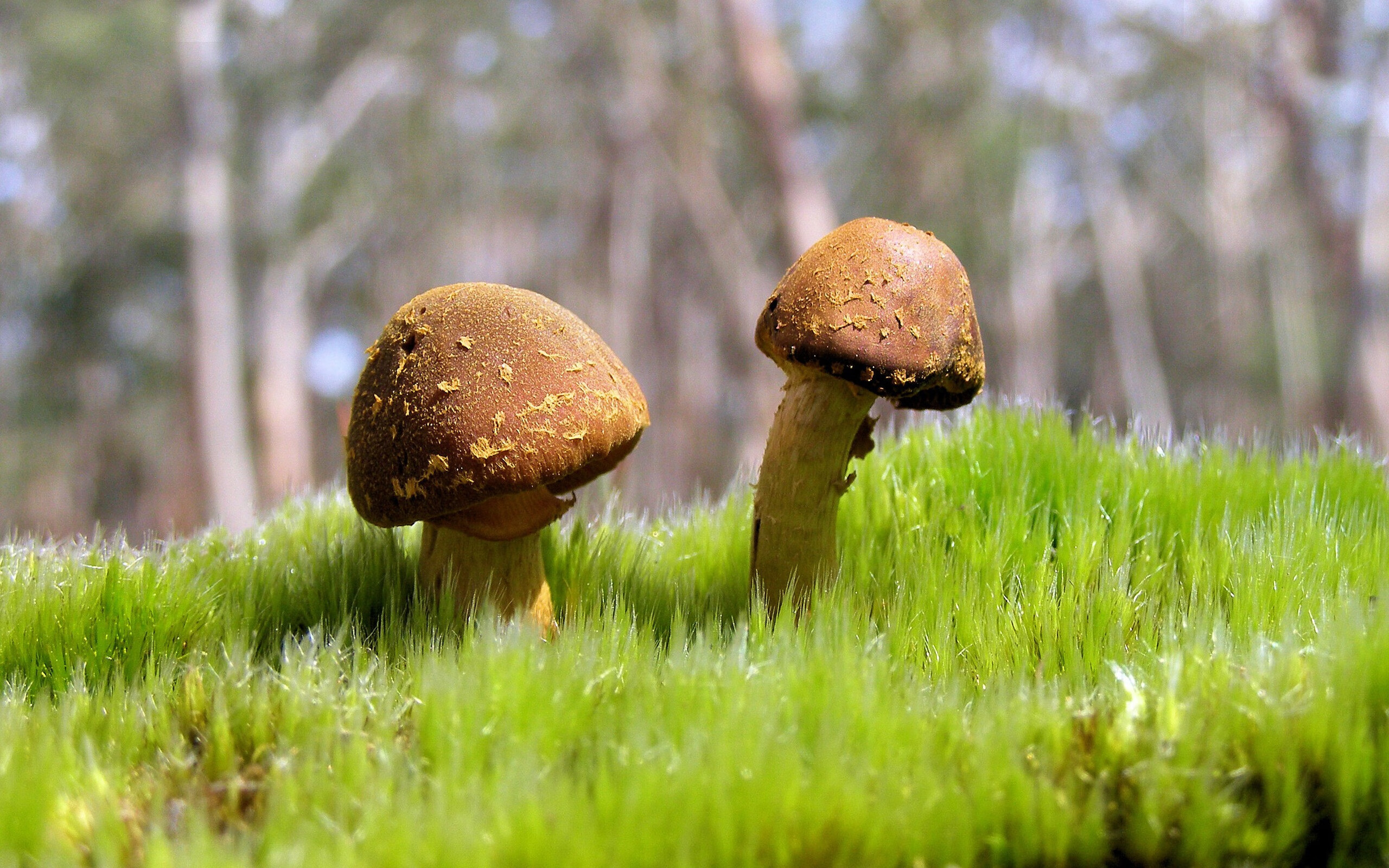 体育日焦点,F1街道赛激战正酣,切尔西提前夺冠,委内瑞拉新星闪耀