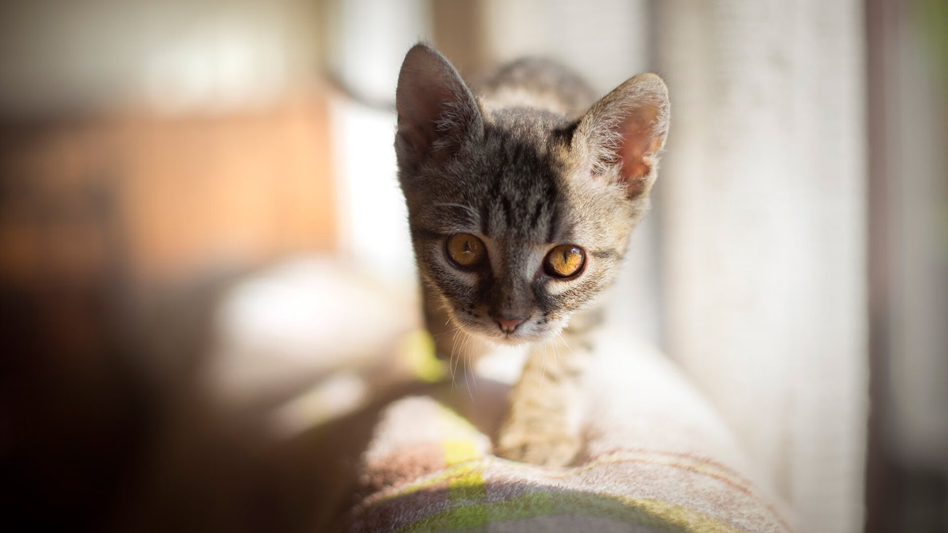 安哥拉强压新西兰，卢卡库关键先生闪耀友谊赛