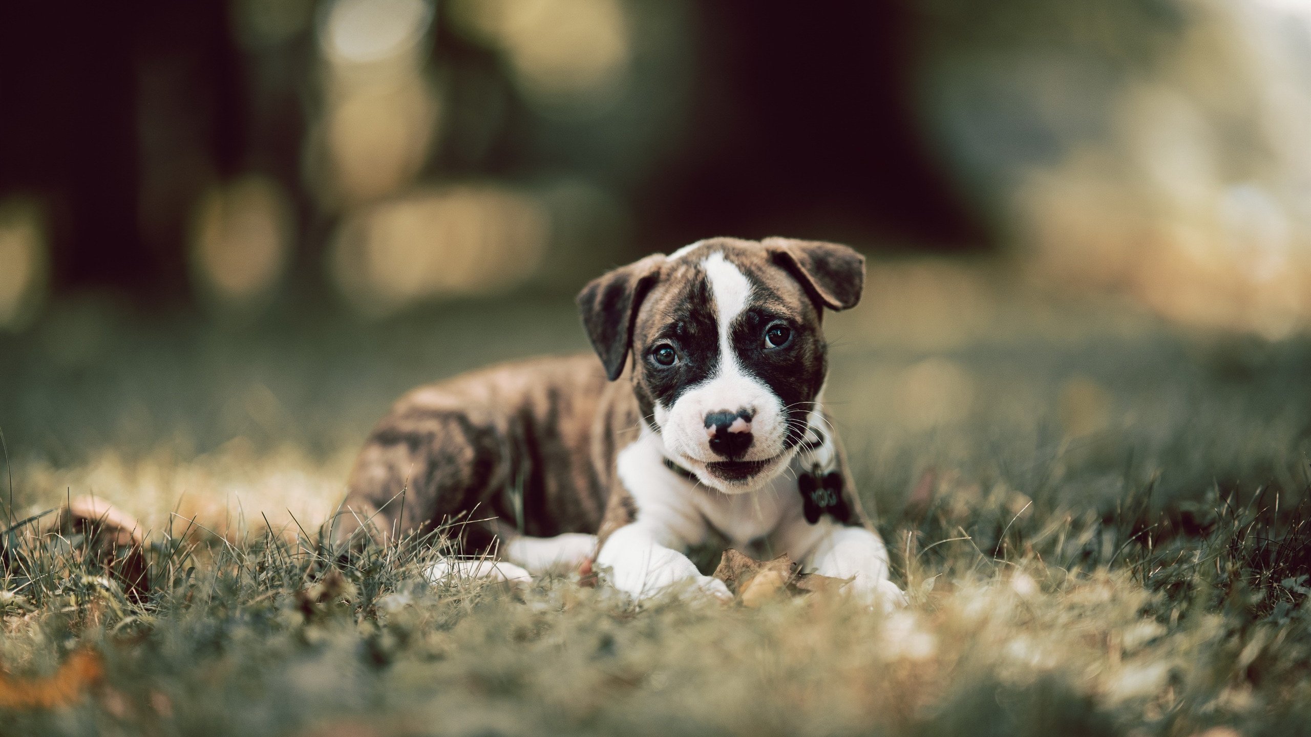 世界之巅的砝码,当布鲁诺在雨夜改写两个国家的足球命运