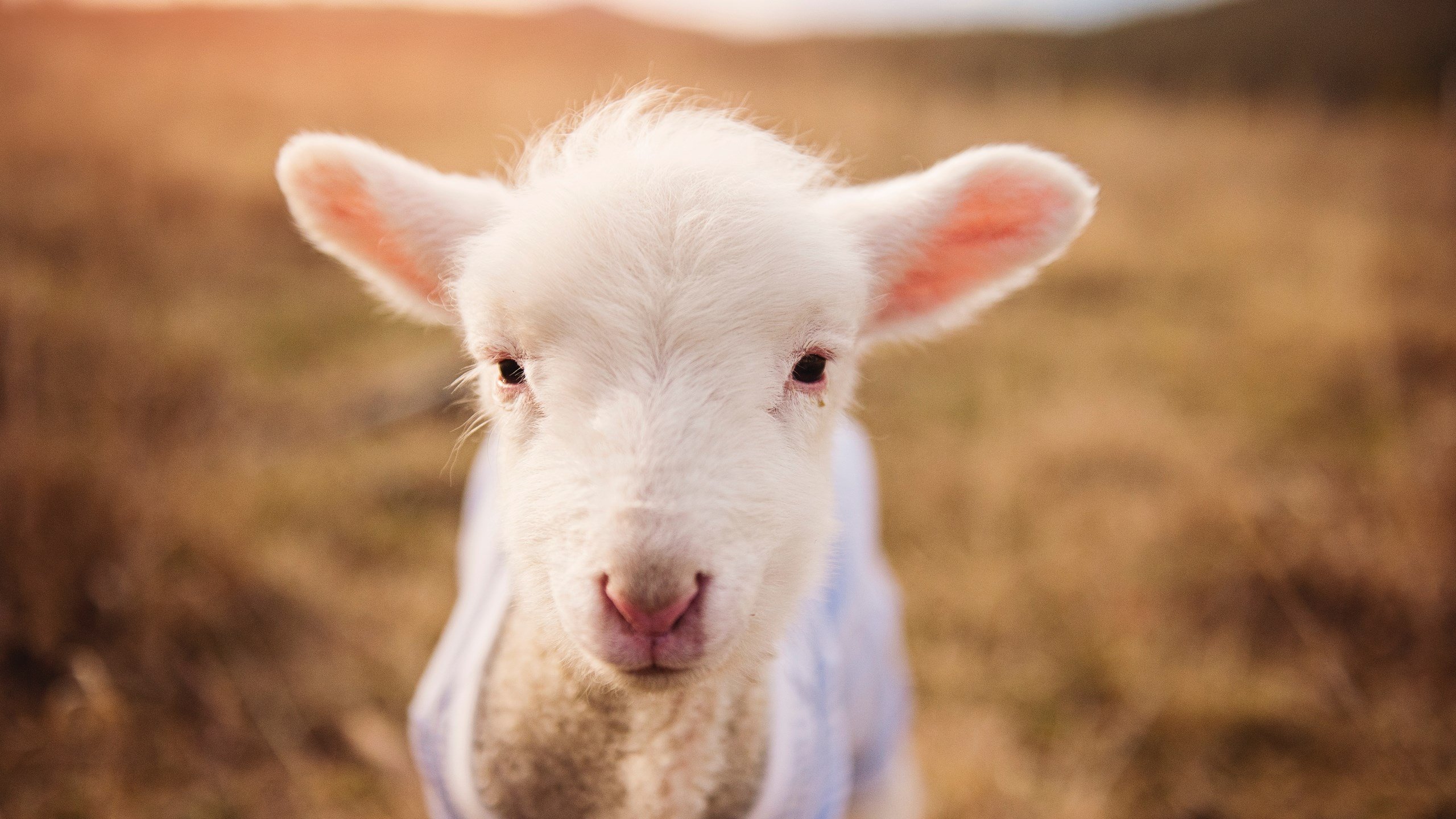 双面传奇,上海绝杀背后的篮球世界与詹姆斯奥运征程