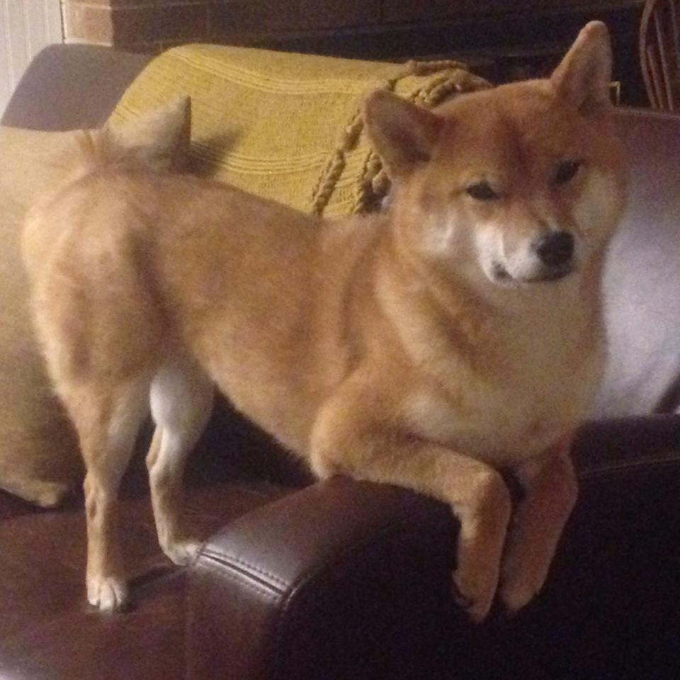 若日尼奥的关键先生表演,澳大利亚完胜洪都拉斯