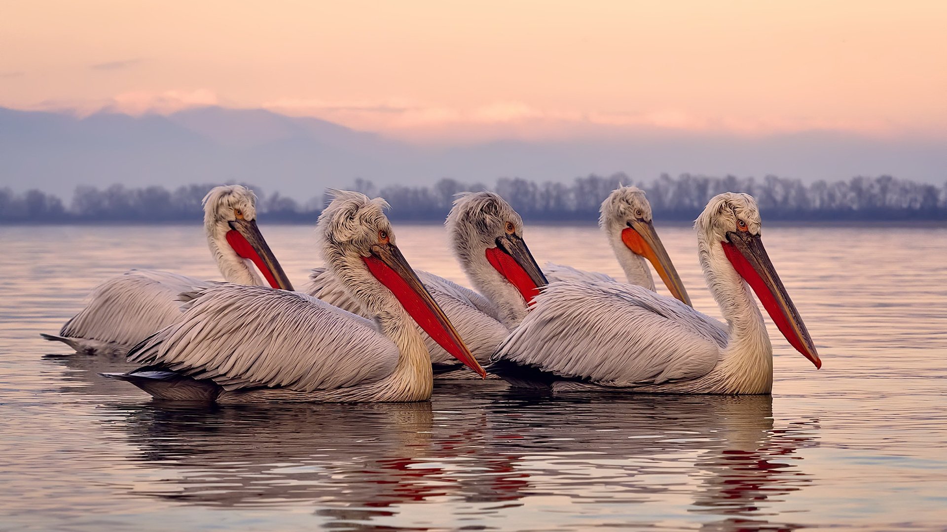 阿尔瓦雷斯爆发点燃赛场,冰岛强势晋级令乌克兰黯然