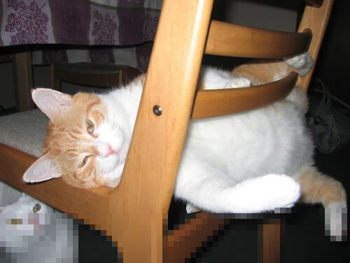 热浪席卷布鲁克林，霍勒迪的后浪时代