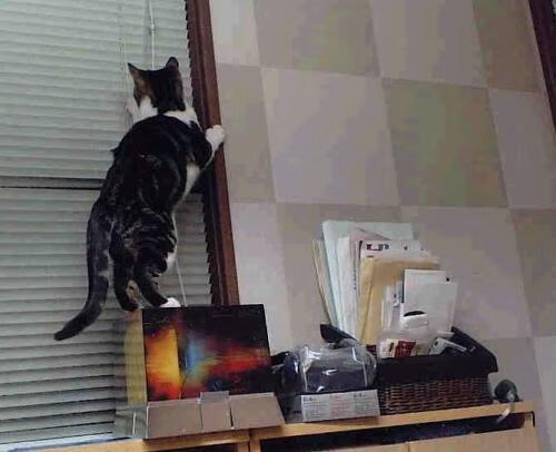 绿茵智慧降临硬木地板,东决关键夜,法比尼奥用足球大脑改写篮球剧本