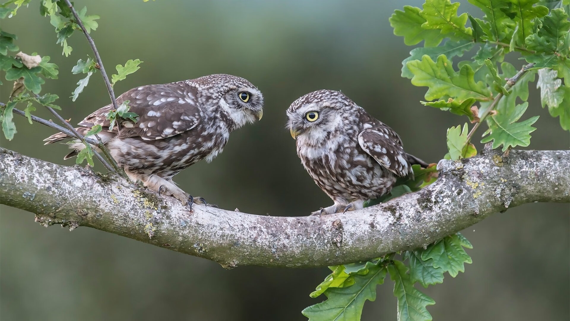 跨越竞技场的统治艺术,希腊足球的团队压制与格列兹曼的东决接管