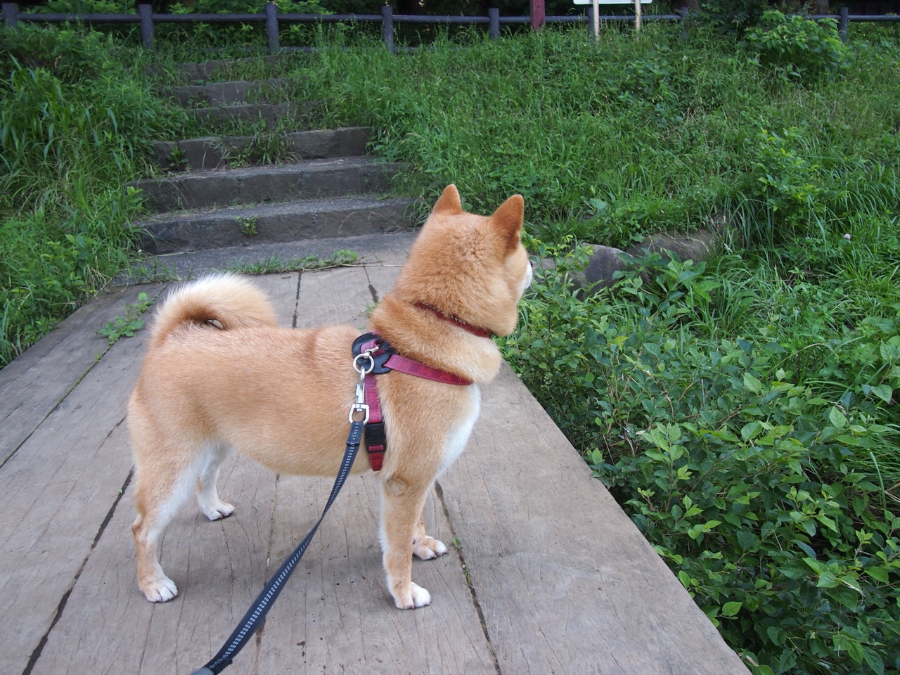 篮球的本质是时间，吉林的团队时钟与利拉德的关键时刻