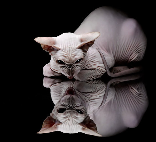 黑暗骑士的绝境逆袭,范弗利特导演魔术,平民之怒击溃绿衫豪门