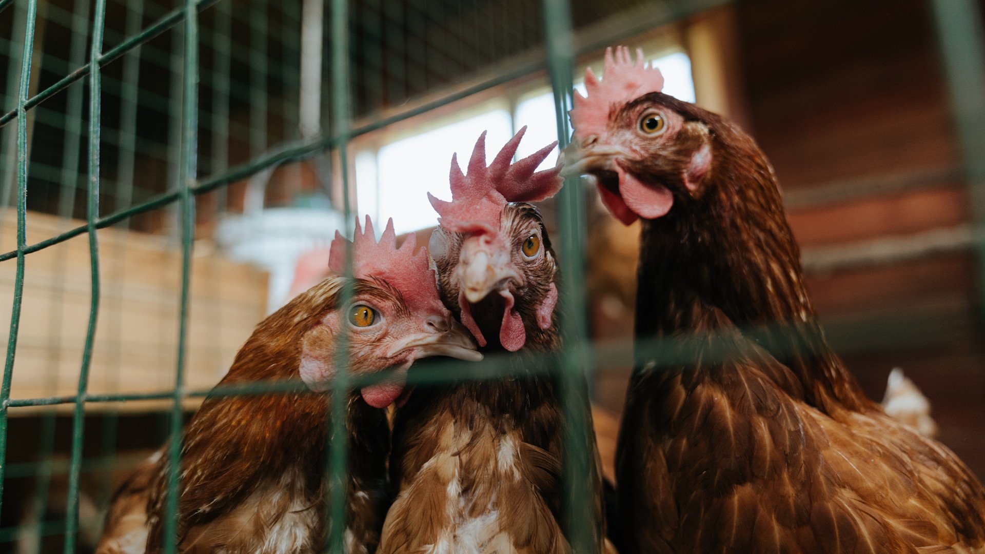 当数据预言颠覆传统,德国爆冷AC米兰,阿尔瓦雷斯如何用算法思维改写绿茵规则