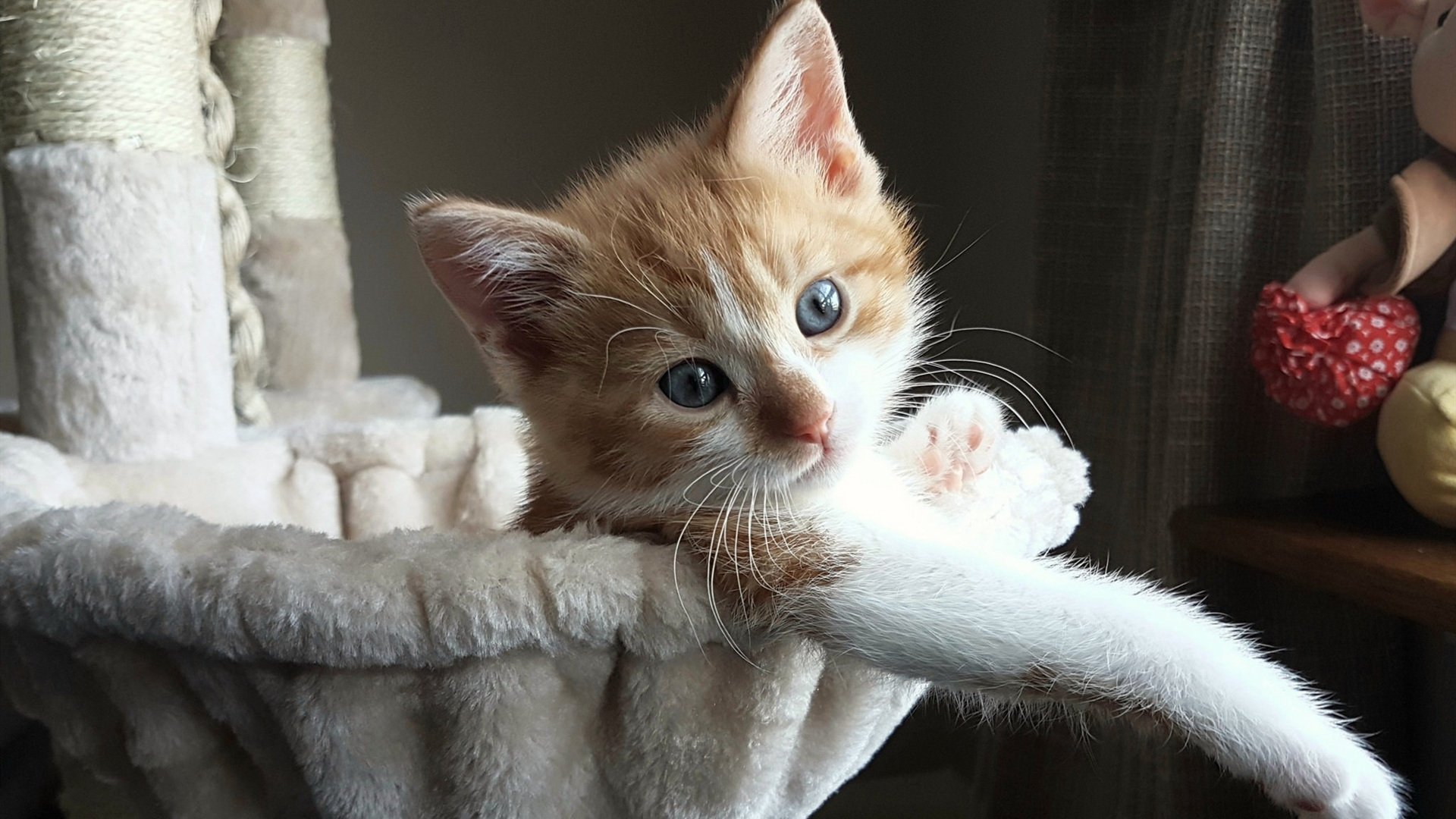 不眠的墨痕，东决关键战夜，斯通斯将纪录写进时间之外