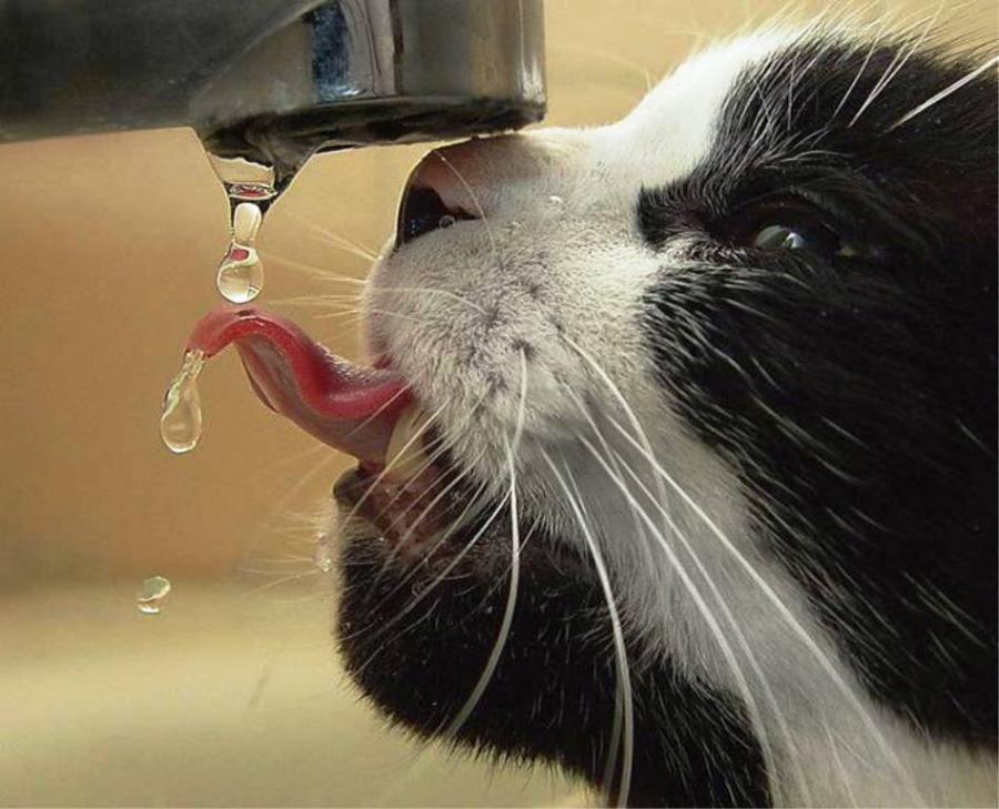 命运之夜的猎豹，2026世界杯B组生死战，喀麦隆撕碎波兰，苏亚雷斯以不朽之光重写传奇